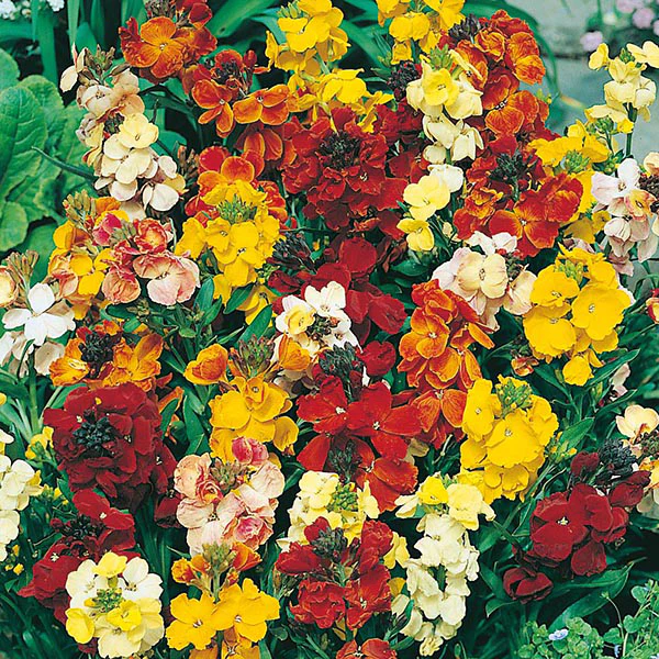 Wallflower Monarch Fair Lady Mix - Image 3