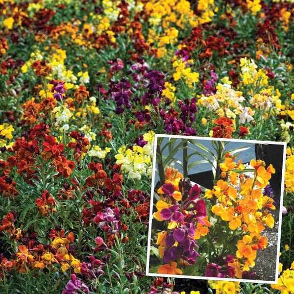 Wallflower Persian Carpet Mixed Flower Plants - Image 2