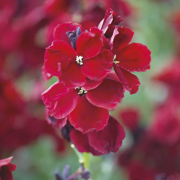 Wallflower Purple Shades Flower Plants