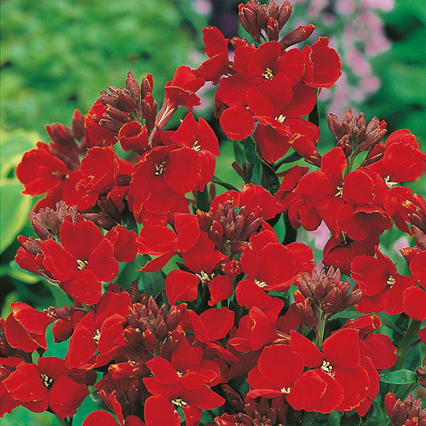 Wallflower Scarlet Bedder - Image 3