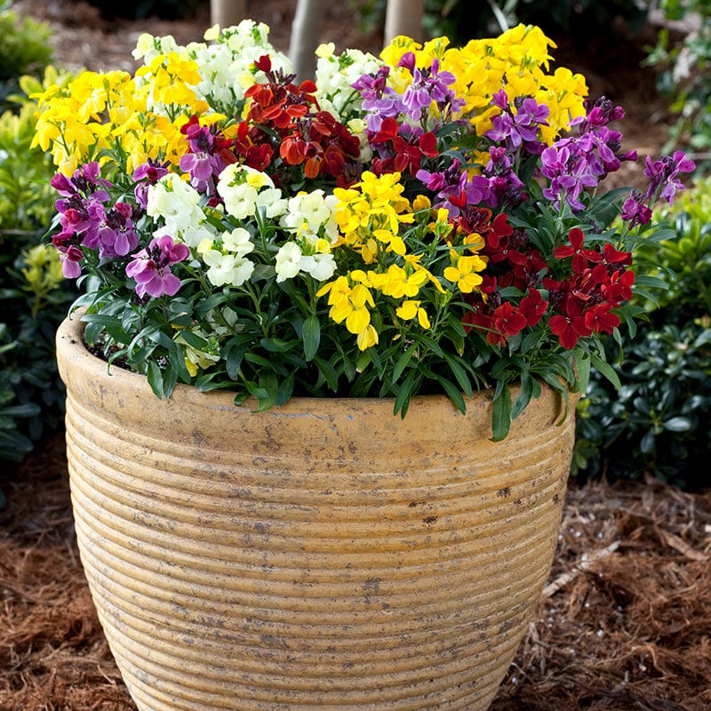 Wallflower Sugar Rush Mixed F1 Flower Plants - Image 2