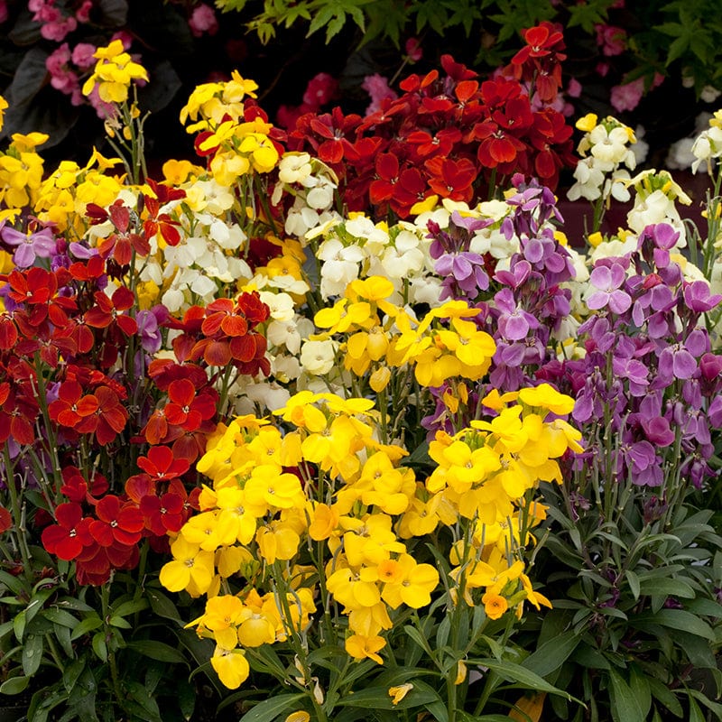 Wallflower Sugar Rush Mixed F1 Flower Plants - Image 3