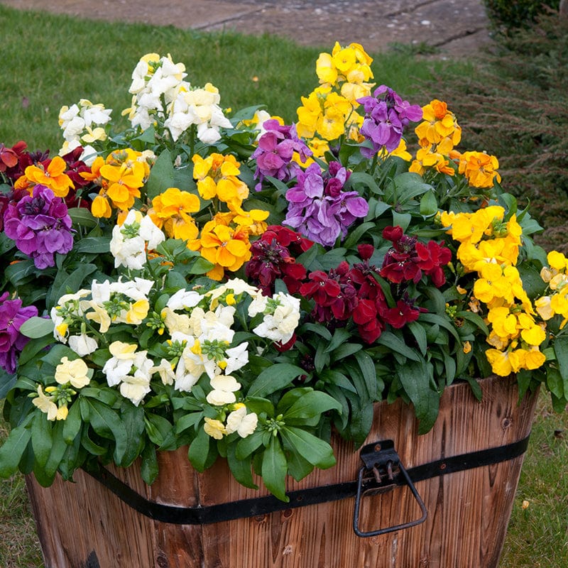 Wallflower Sugar Rush Mixed F1 Flower Plants - Image 4