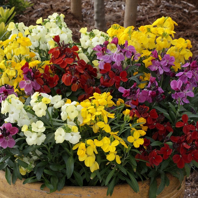 Wallflower Sugar Rush Mixed F1 Flower Plants - Image 5