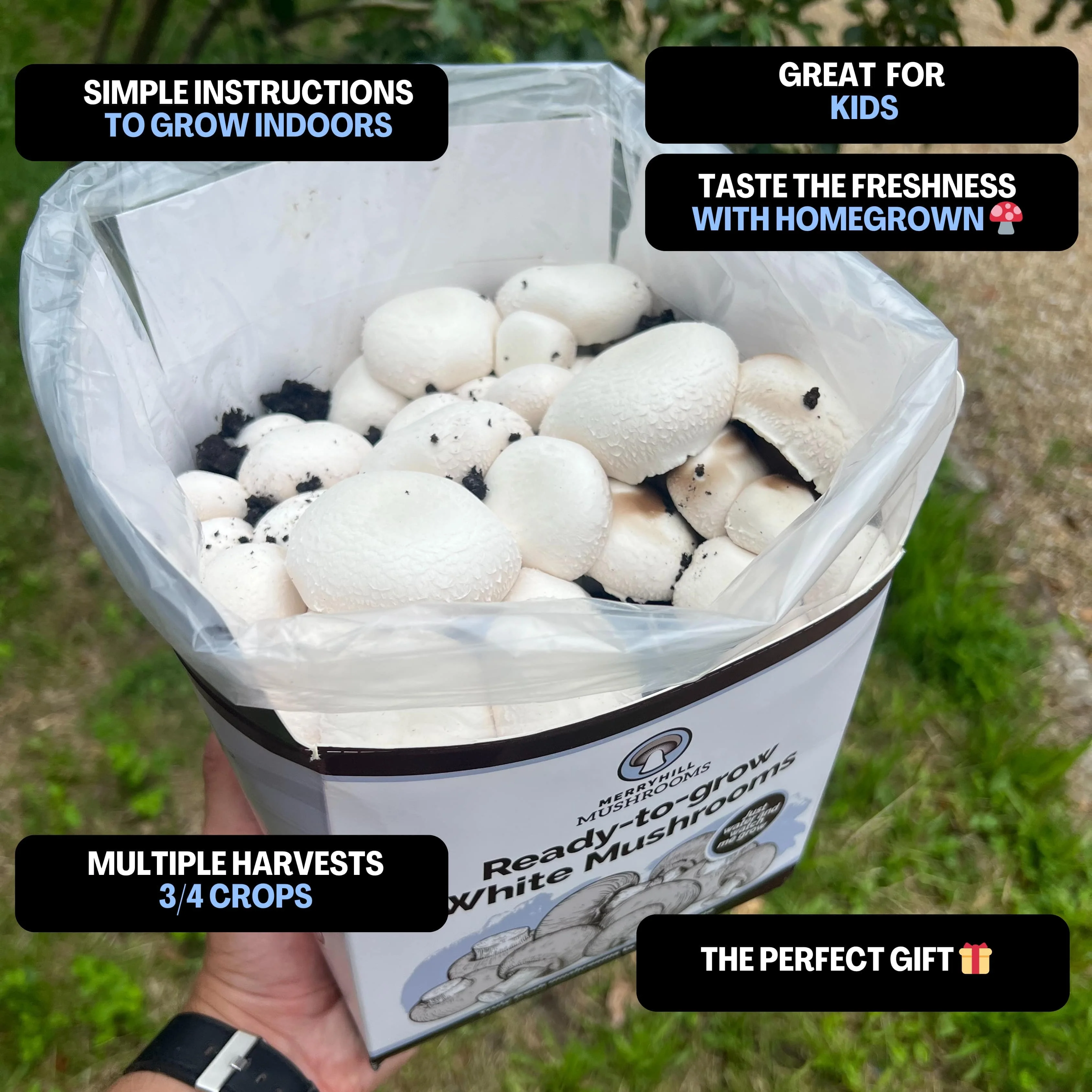White Mushrooms Home Grow Kit - Image 2