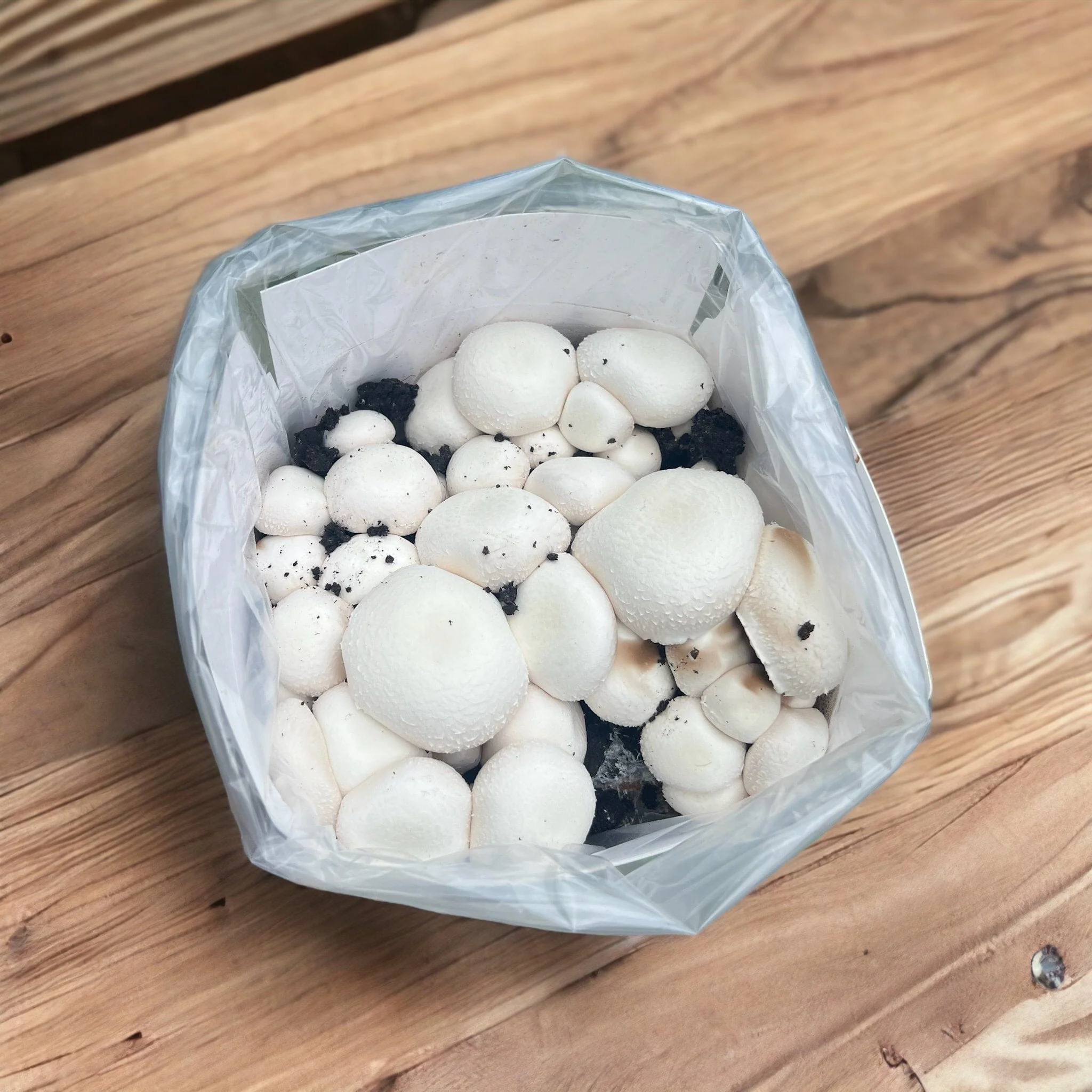 White Mushrooms Home Grow Kit - Image 3