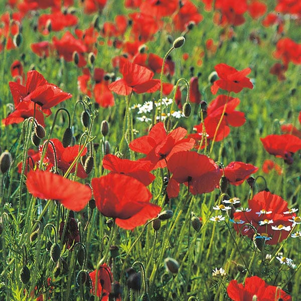 Nature's Helpers Wild Poppy Seeds - Image 3