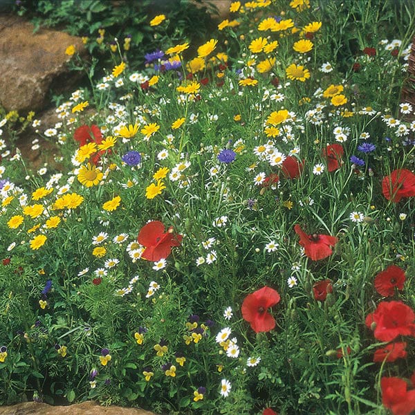 Nature's Helpers Wildflower Cornfield Mixture Seeds - Image 3