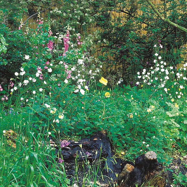 Nature's Helpers Wildflower Hedgerow & Verges Seeds - Image 3