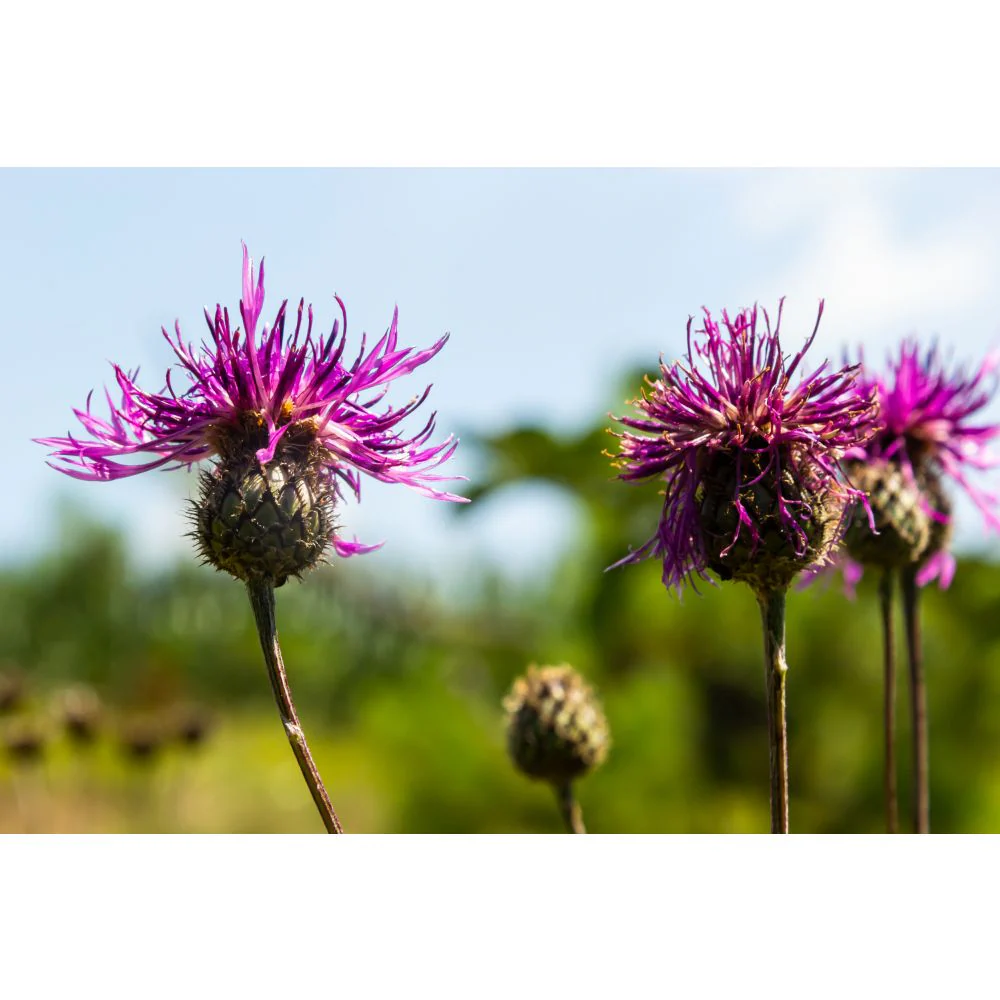 Wildflower Ultimate Collection - Image 2