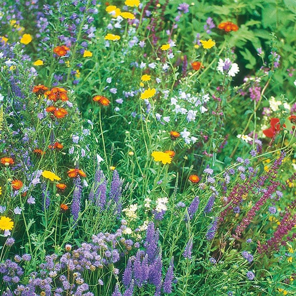 Nature's Helpers Wildflower Wildlife Seeds Mixture - Image 3