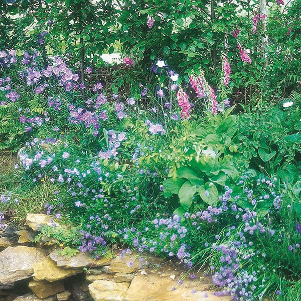 Nature's Helpers Wildflower Woodland Mixture Seeds - Image 3