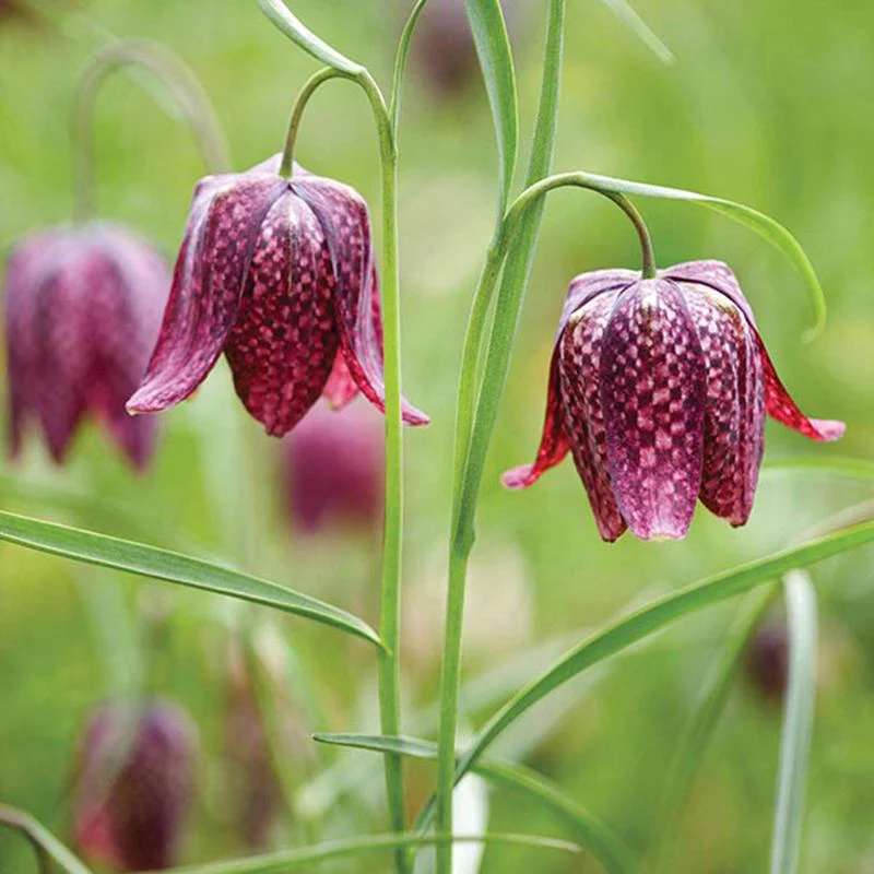 Woodland Bulb Collection - Image 3