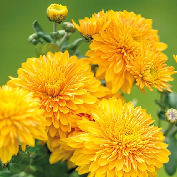 Woolmans Chrysanthemum Gompie Flower Plant Collection - Image 3