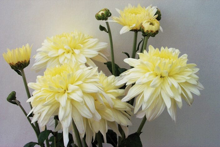 Woolmans Chrysanthemum Outdoor Spray Plant Collection - Image 3
