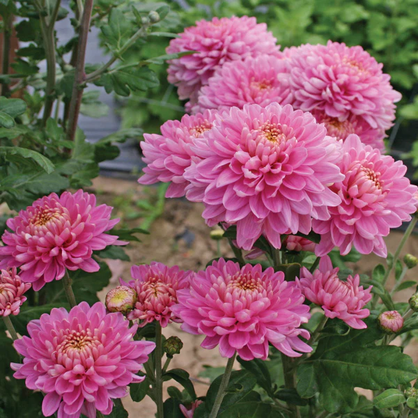 Woolmans Chrysanthemum Pennine Flower Plant Collection - Image 2