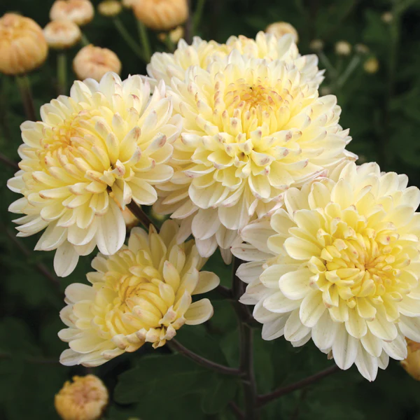 Woolmans Chrysanthemum Pennine Flower Plant Collection - Image 3