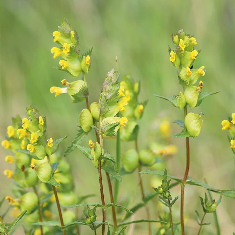 Nature's Helpers Yellow Rattle Wildflower Seeds - Image 2