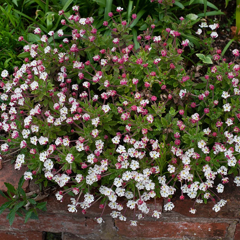 Zaluzianskya ovata Night Phlox Flower Plants - Image 2