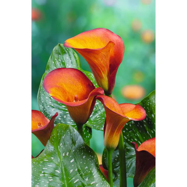 Zantedeschia Mango Flower Bulbs - Image 2