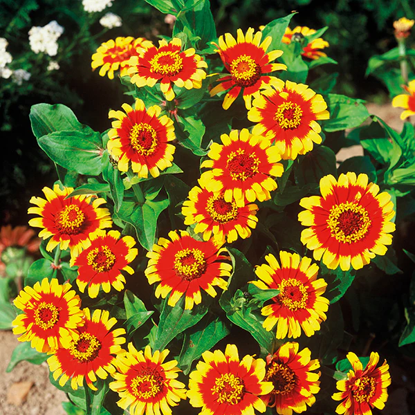 Zinnia Sombrero Seeds - Image 3