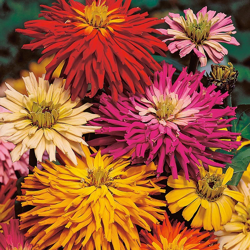 Zinnia Starburst Mixed Flower Seeds - Image 3