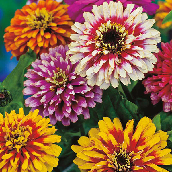 Zinnia Whirlygig Improved Mixed Seeds - Image 3