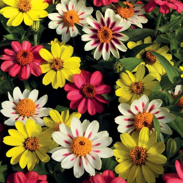 Zinnia Zahara Raspberry Lemonade Mixed F1 Plants - Image 3